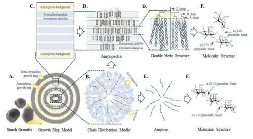 Review: Review the microwave response of starch structure from the perspective of dielectric properties - Blog - 3