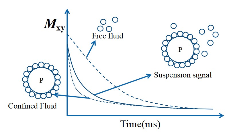 Low Field NMR for Particle Suspension Stability Analysis - Applications - 3